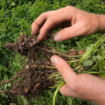 Roots of green manures fixing nitrogn