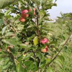 Apples