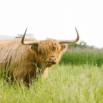 Highland Cow
