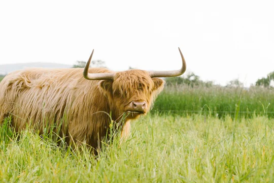 Highland Cow